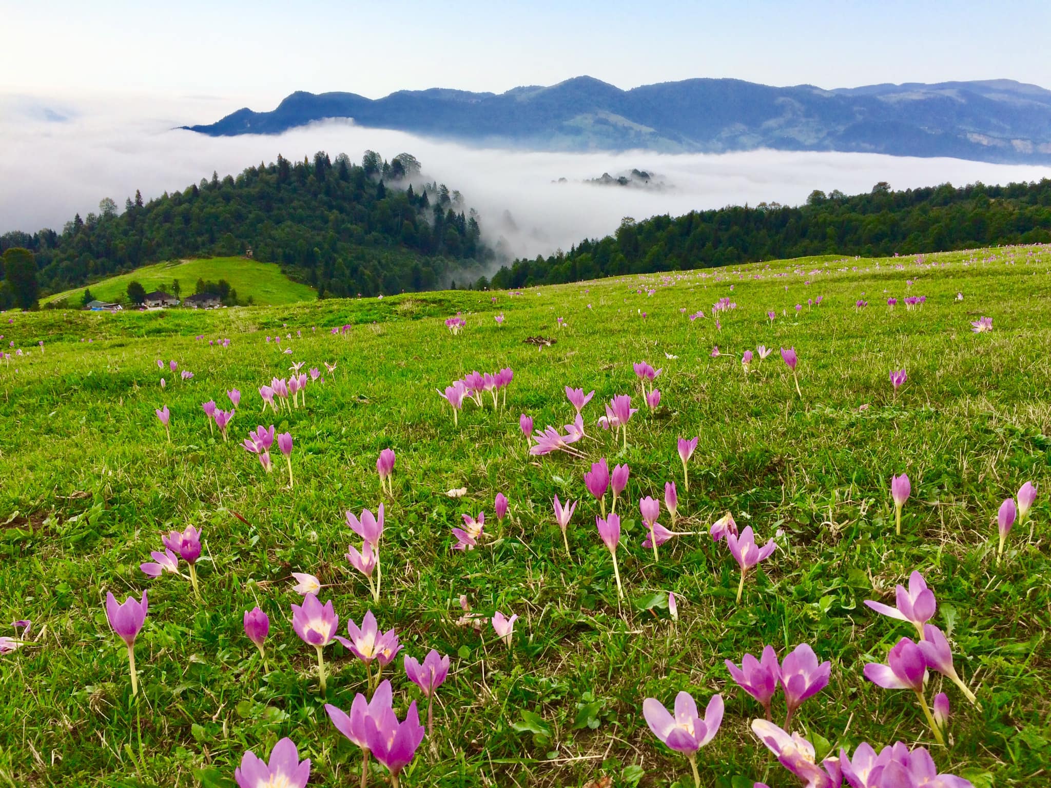 YİNE GELDİ YAYLA  ZAMANLARI